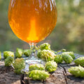 What is an IPA and How Does it Fit into the Craft Beer Scene?